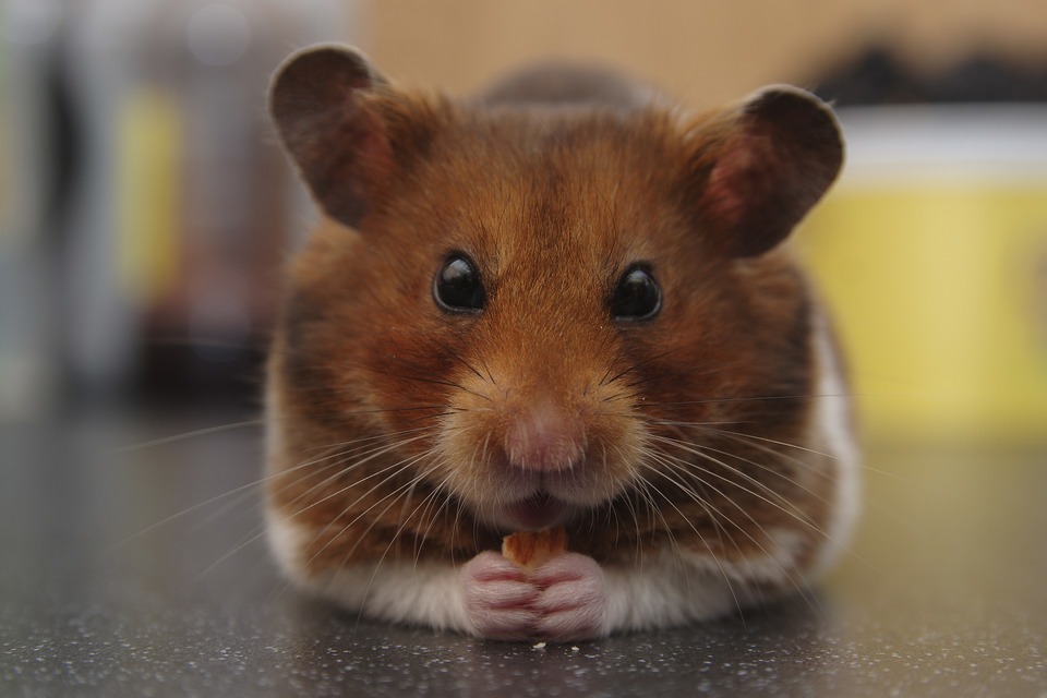Sirijos žiurkėnai gali būti išrankūs ir pasirinkti tik mėgstamus kąsnius, todėl juos patartina maitinti aukštos kokybės granulėmis.